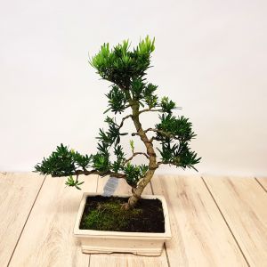 Bonsai Podocarpus macrophyllus