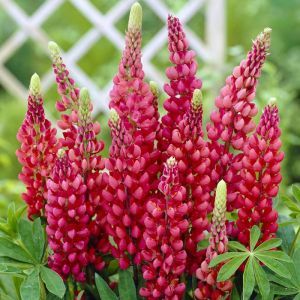 Lupine Red