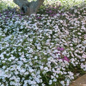 Dianthus barbatus White 13 cm