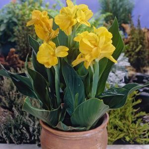 Canna Yellow 17 cm pot