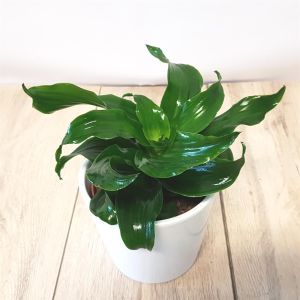Dracaena fragrans Twist