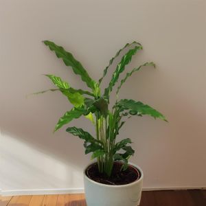 Calathea Rufibarba Elgergrass