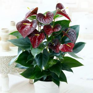 Anthurium Flamingoplant Otazu Bruin