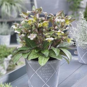 Helleborus Lividus Purple 13 cm pot