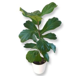 Ficus Lyrata Vioolbladplant