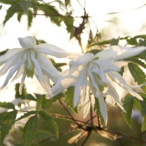 Aquilegia white