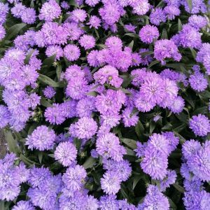 Aster NB Blue