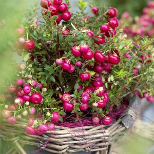 Gaultheria Pernettya Parelbes Rood