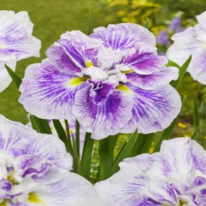 Iris Ensata Dinner Plate Cheese Cake Bar