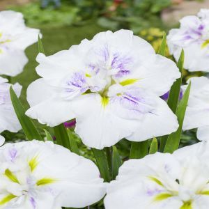 Iris Ensata Dinner Plate Cupcake