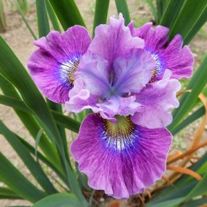 Iris sibirica Careless Sally