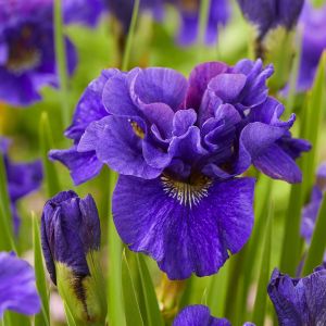 Iris sibirica Concord Crush x 3