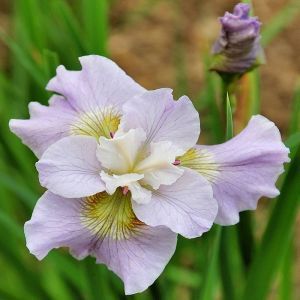 Iris sibirica Dawn Waltz x 3