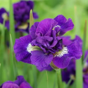 Iris sibirica Kaboom x 3