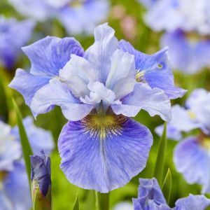 Iris sibirica Mission Bay