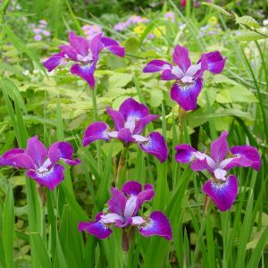 Iris sibirica Roaring Jelly x 3