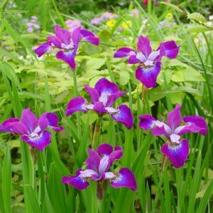 Iris sibirica Roaring Jelly x 3