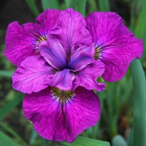 Iris sibirica See Ya Later x 3