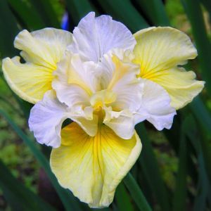 Iris sibirica Yellow Tail x 3