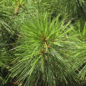 Pinus Strobus Weymouthden