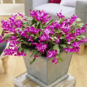 Lidcactus roze