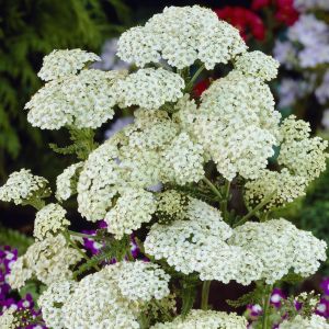Achillea millefolium White Beauty