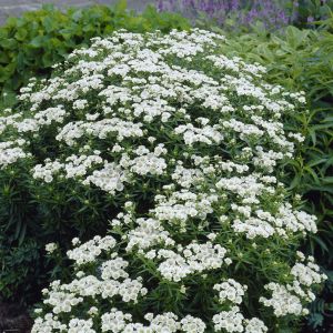 Achillea ptarmica Nana Compacta