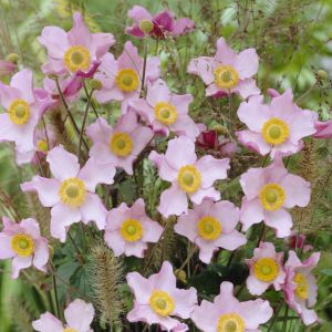 Anemone x hybrida Hadspen Abundance