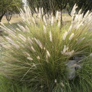 Deschampsia Cespitosa Goldschleier
