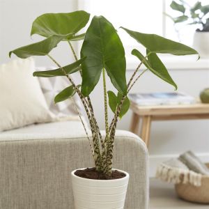 Alocasia Zebrina 17 cm