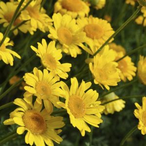 Anthemis sancti-johannis