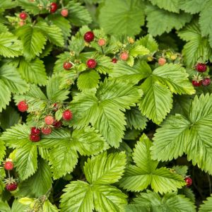Aardbeienplant Summer Breeze