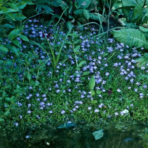 Mazus reptans
