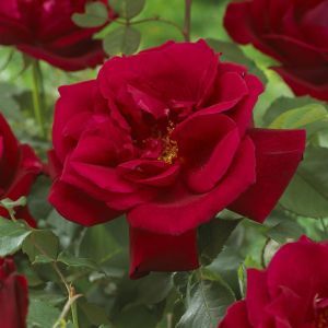 Hybride Tea Rose Red 17 cm pot