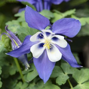 Aquilegia early Bird Blue and White 12 c