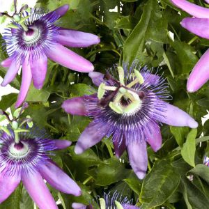 K74610   Passiflora 'Betty Miles Young'
