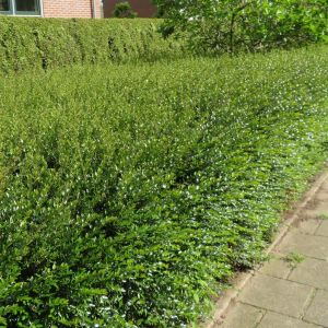 Lonicera nitita Maigrün 20190501 1