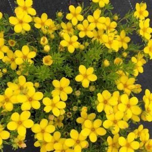 Potentilla fruticosa Hendlin Bella
