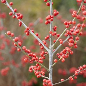 Ilex Meserveae Blue Princess (Hulst)