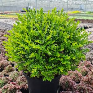 Lonicera Nitida Green Breeze 9 cm