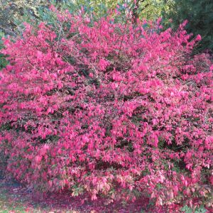 Euonymus Alatus compactus 9 cm pot