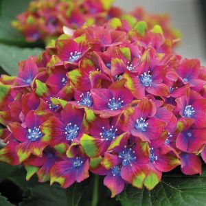 Boerenhortensia Schlos Wackerbarth