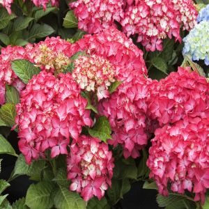 Boerenhortensia Selma