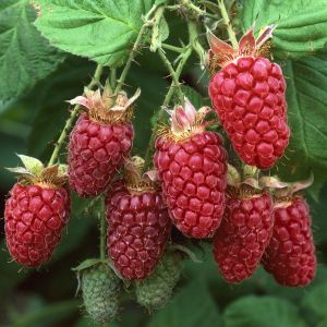 Famboos Glen Ample Rubus idaeus