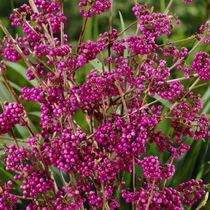 Callicarpa bodinieri giraldii 9 cm