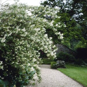 Philadelphus Lemoinei 9 cm pot