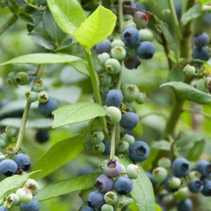 Vaccinium corymbosum Nelson 9 cm pot