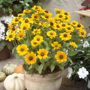 Rudbeckia Gold Sturm