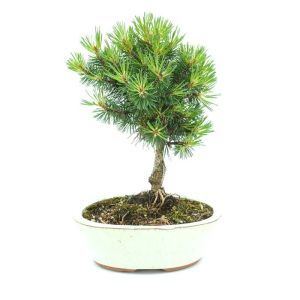 Bonsai Pinus Broom 20 cm