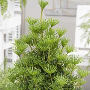 Sciadopitys Verticillata